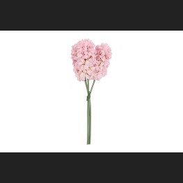 Hyacint 3 Roze, 821449