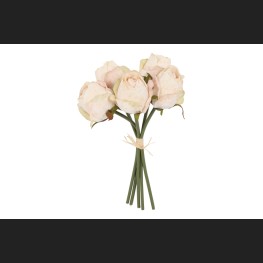 Bos Rozen Créme, 827856