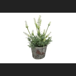 Lavendel In Pot, Créme