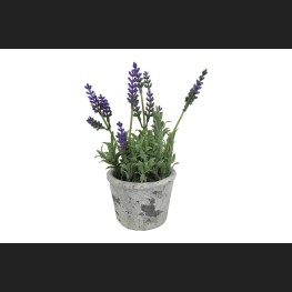 Lavendel In Pot, Paars