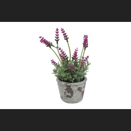 Lavendel In Pot, Fuchsia