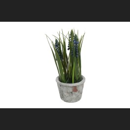 Blauwe Druif In Pot, Blauw (Muscari)