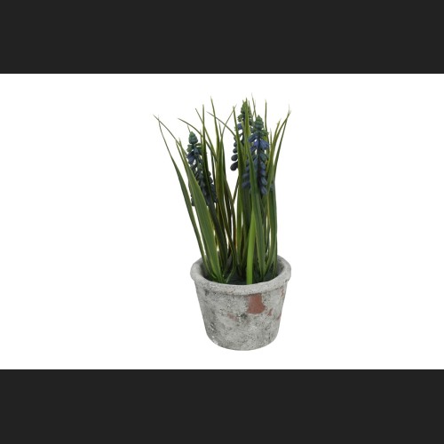 Blauwe Druif In Pot, Blauw (Muscari)
