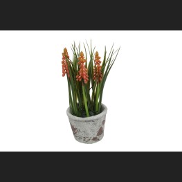 Blauwe Druif In Pot, Roze (Muscari)