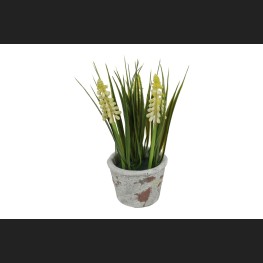 Blauwe Druif In Pot, Créme (Muscari)