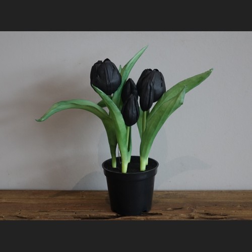 Tulp in Pot Zwart, 809046
